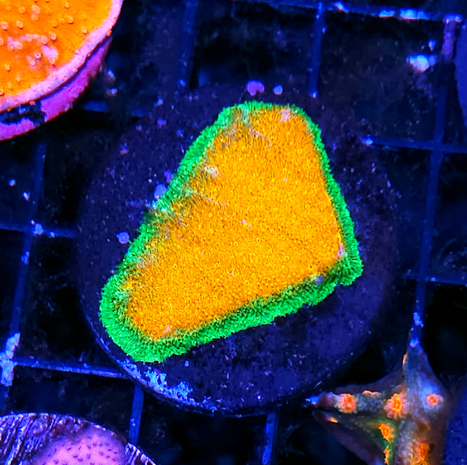 Lucky Charms Psammacora