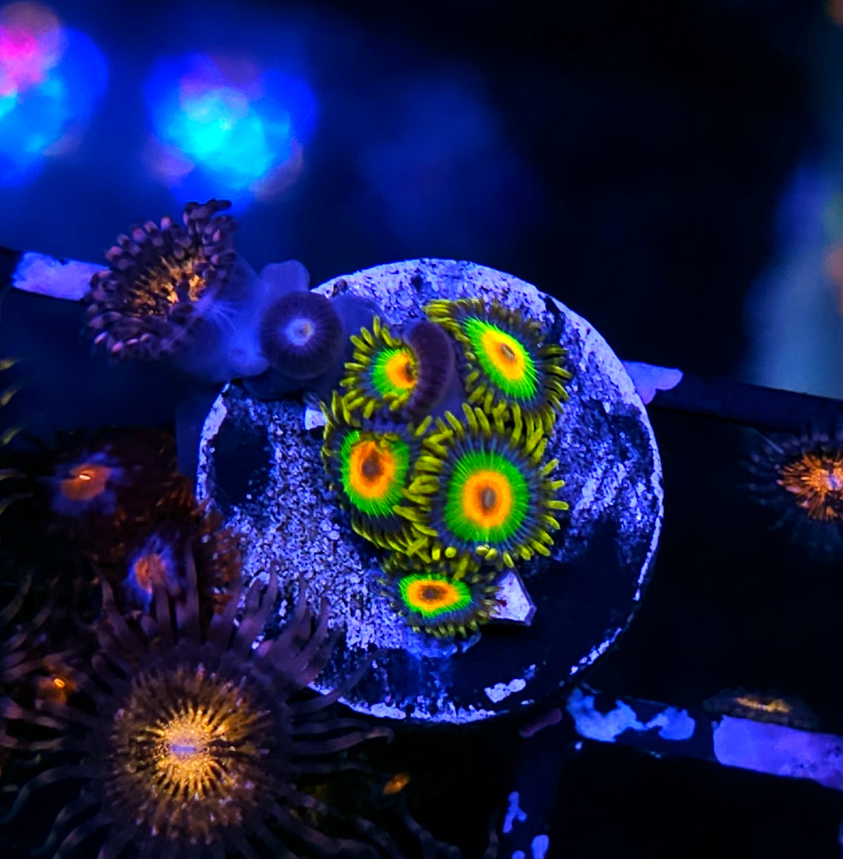Rasta Zoas