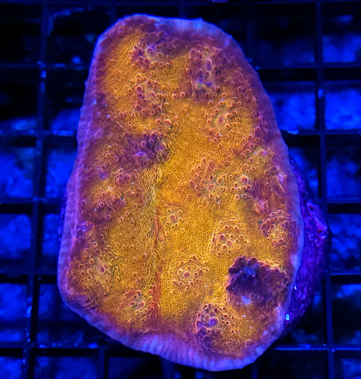 Lost City of Gold Chalice Colony