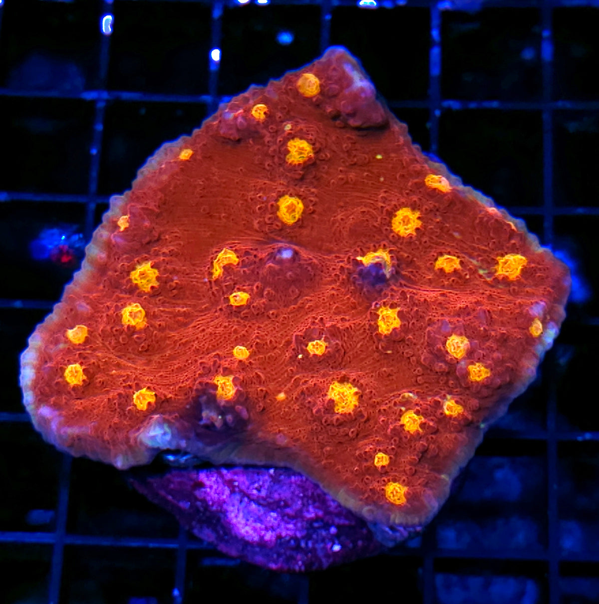 Golden Eye Chalice Colony