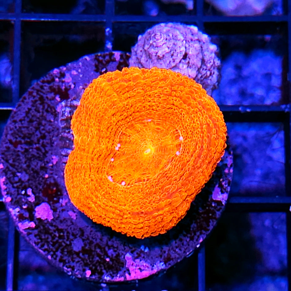 Lava Bomb Bowerbanksi