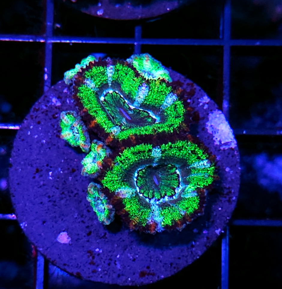 Snake Skin Acan