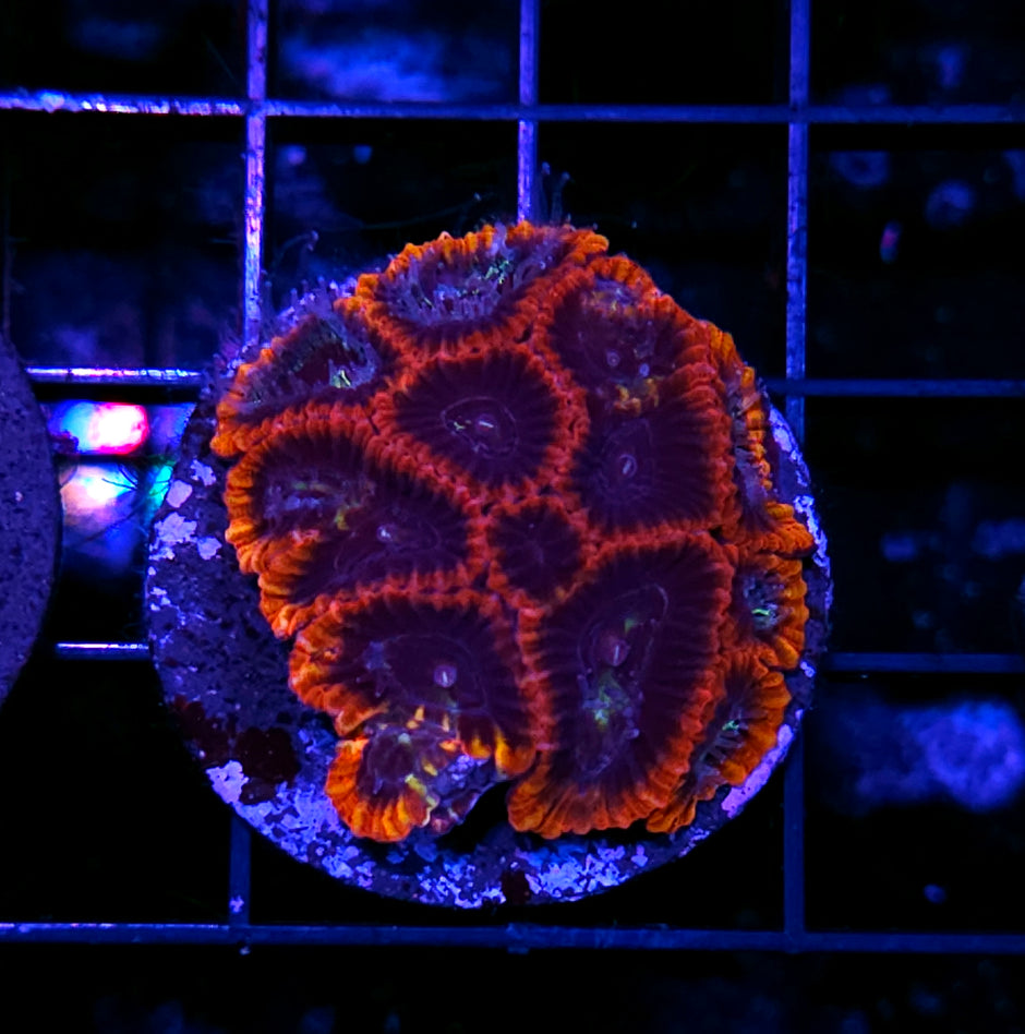 Underworld Micro Favia