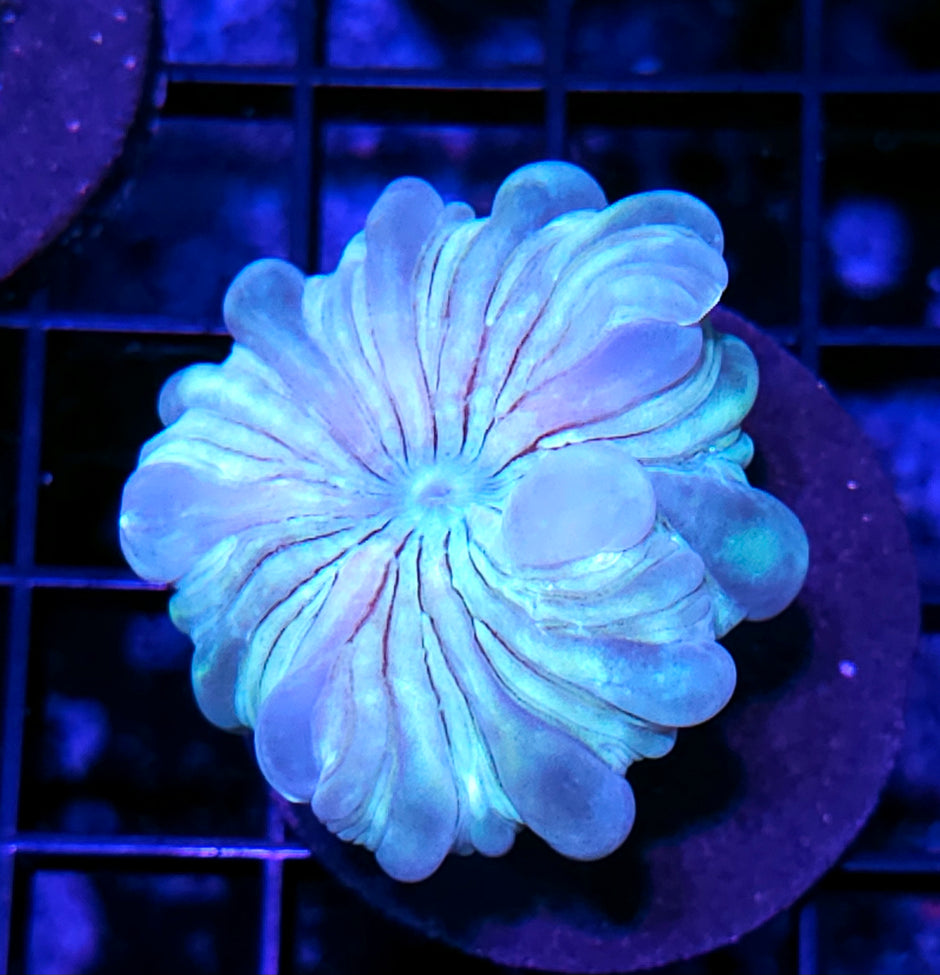 StarFox Fox Coral