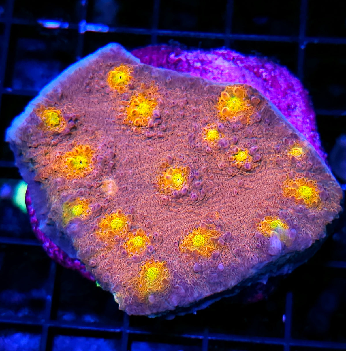 Rainbow Kaleidoscope Chalice Colony 😱
