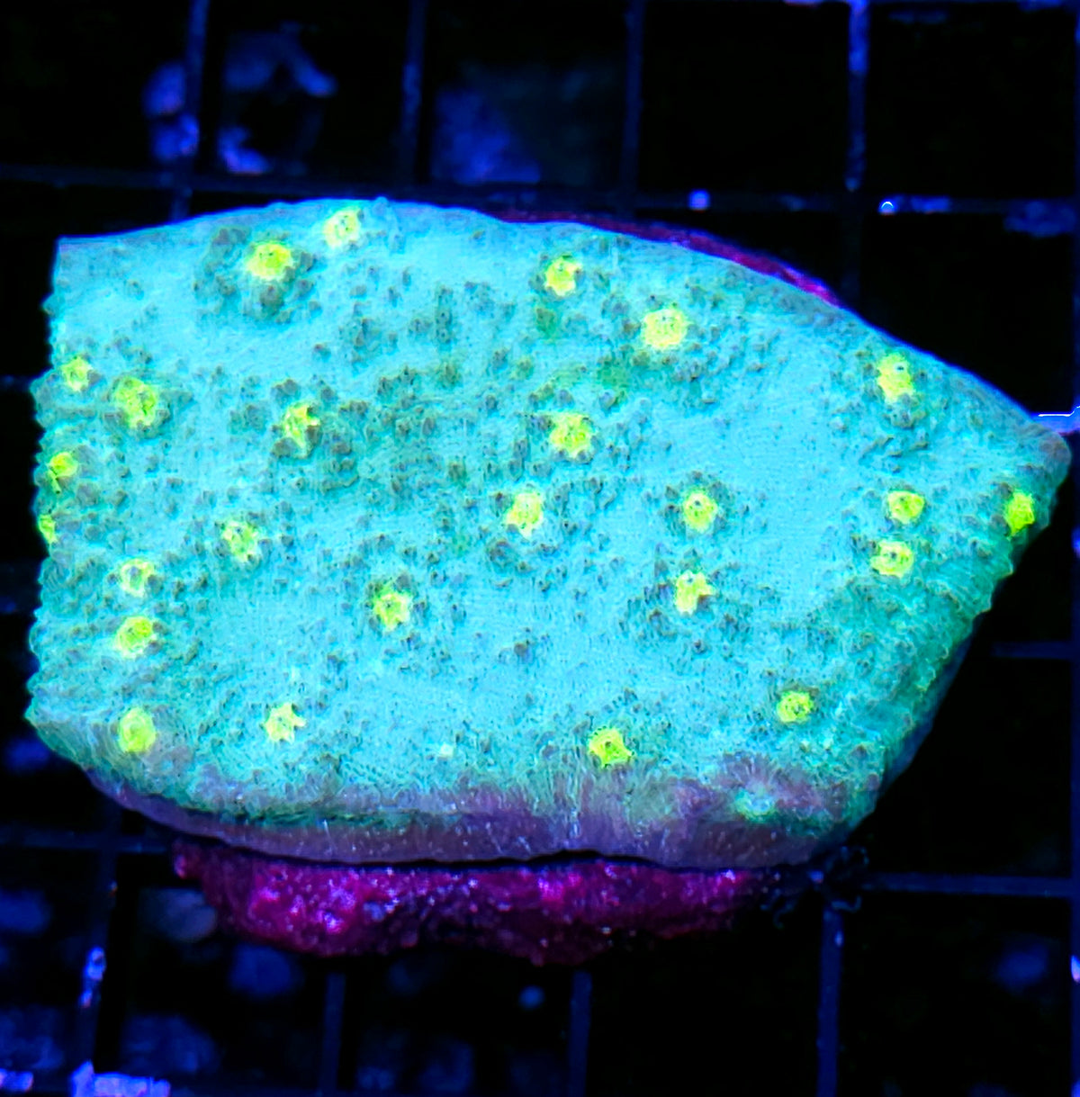 Deserted Islands Chalice Colony