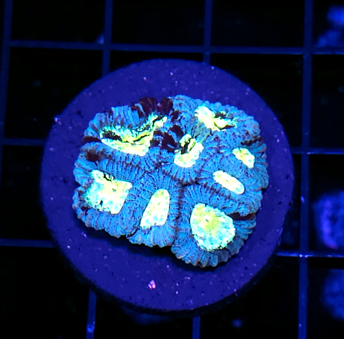 Hawaiian Nights Micro Favia