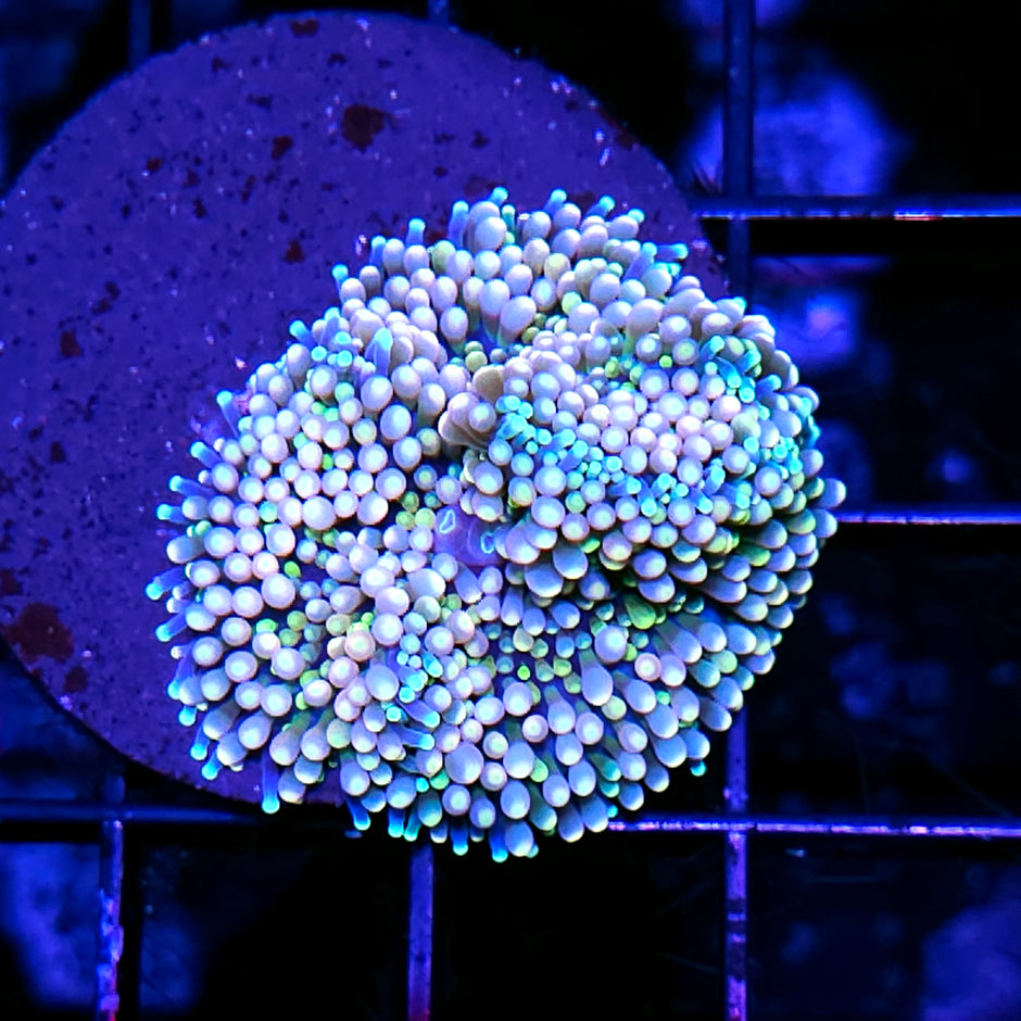 Super Color Ricordea