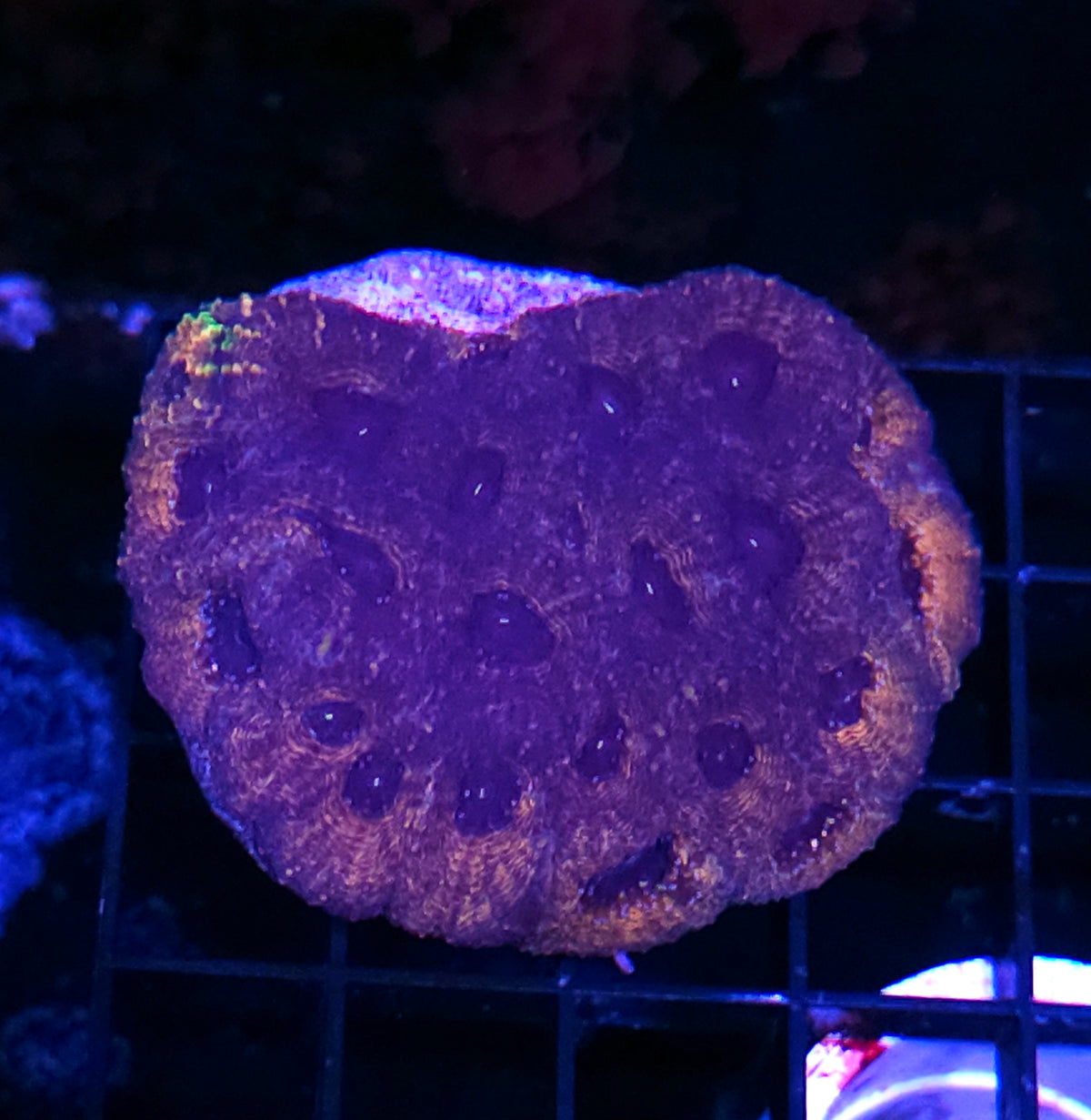 Sleepy Hollow Acan Echinata Colony