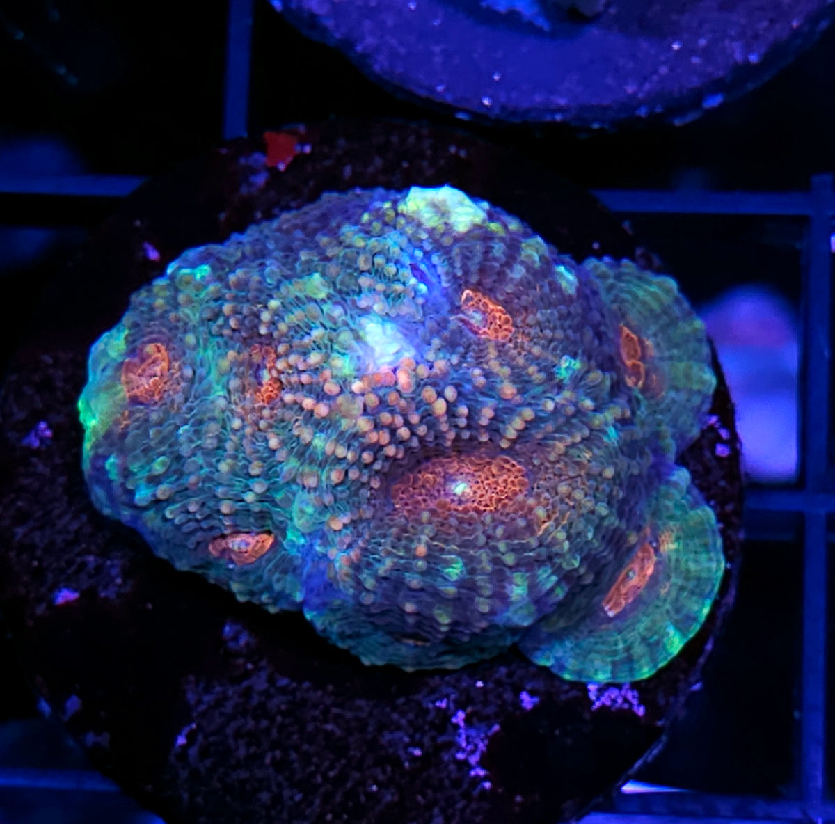 Creature from the Black Lagoon Acan Echinata