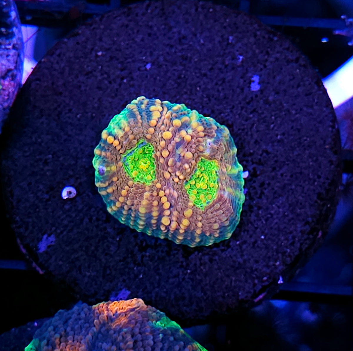 Pumpkin King Acan Echinata