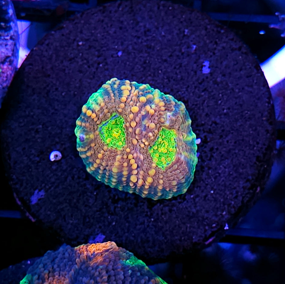 Pumpkin King Acan Echinata