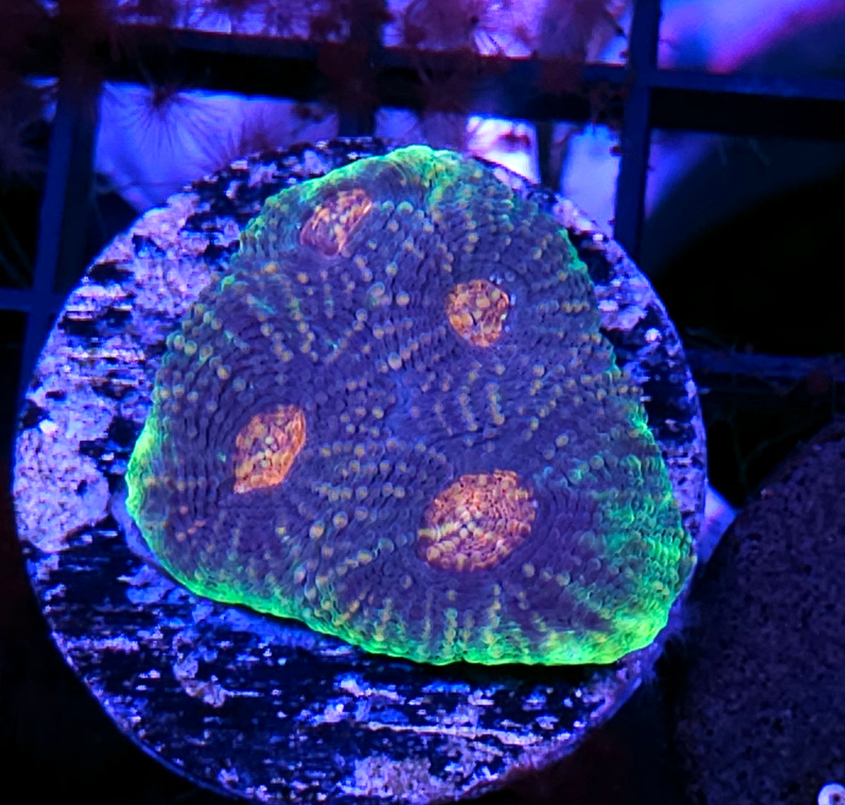 Werewolf Acan Echinata