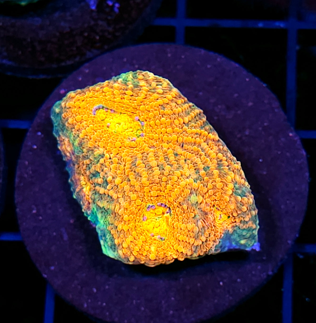 Sun God Acan Echinata