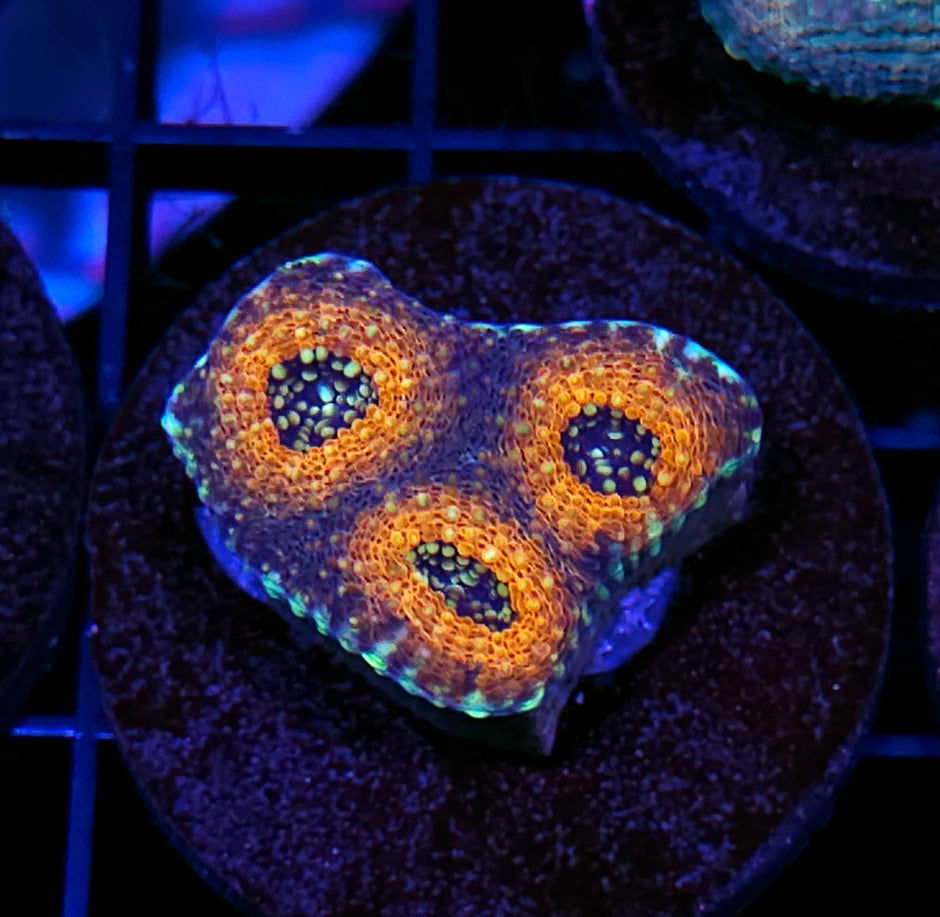Tarantula Acan Echinata