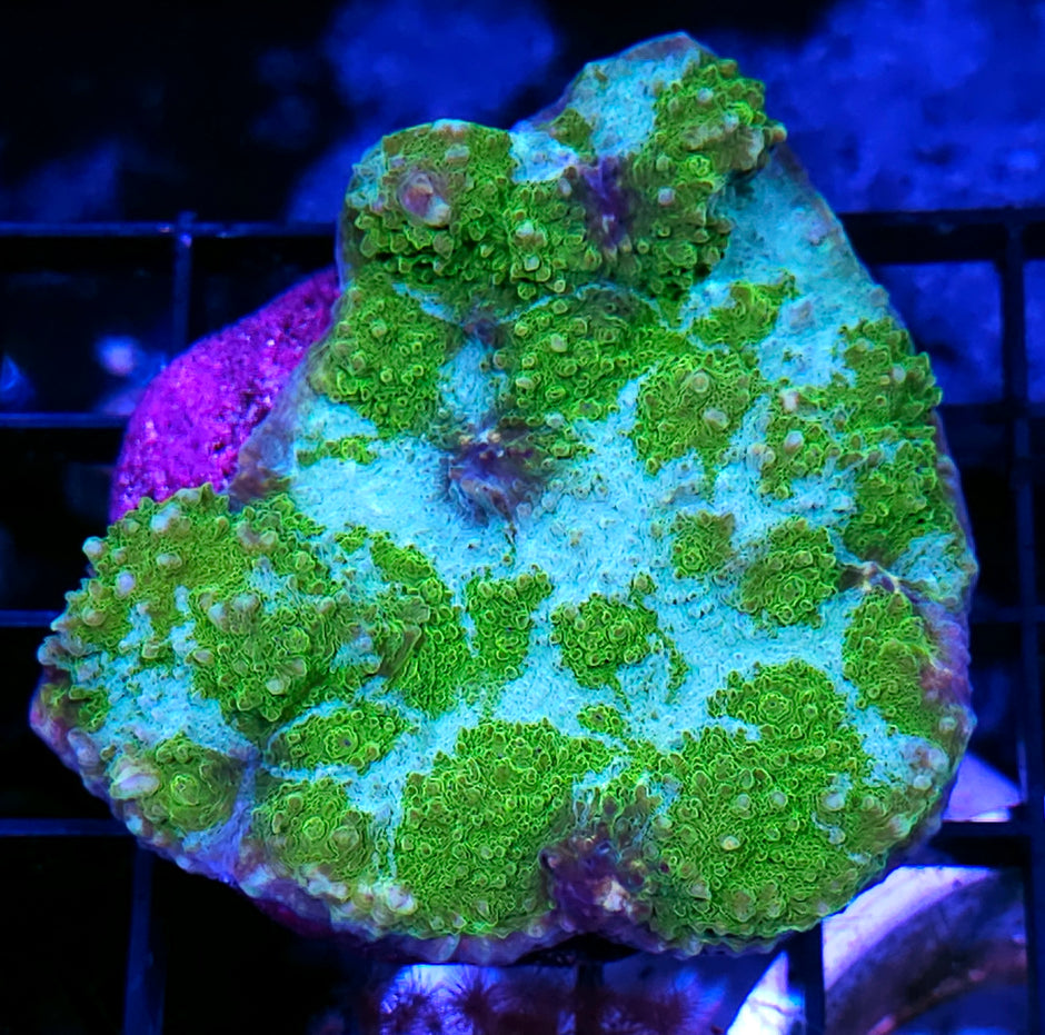 Amazonian Rivers Chalice Colony
