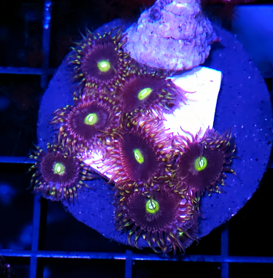 Bozos Birthday Zoas