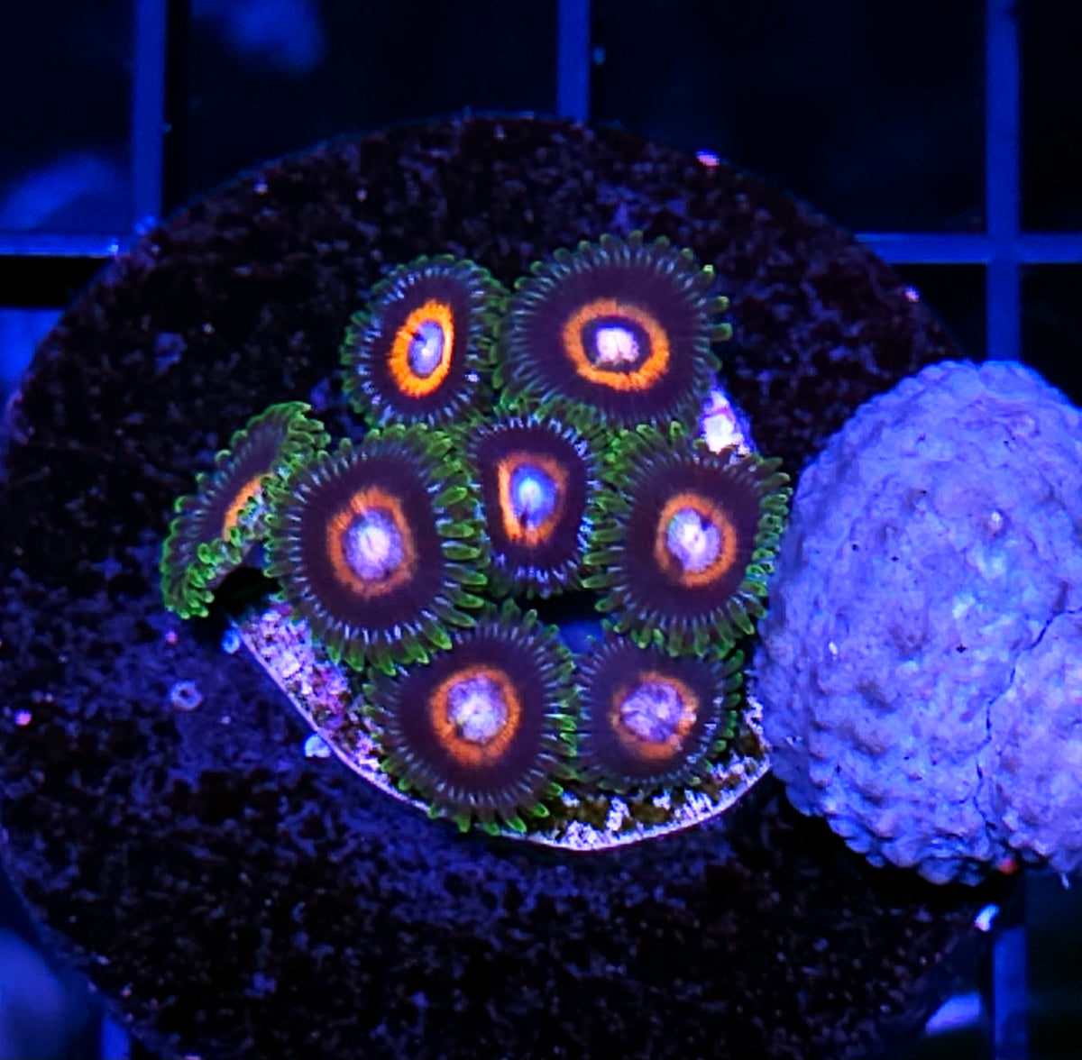 TG G13 Zoas