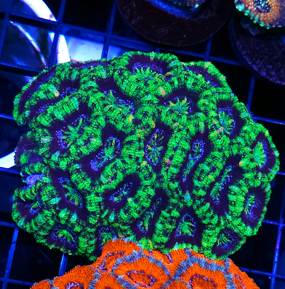 Fractal Patterns Acan Colony