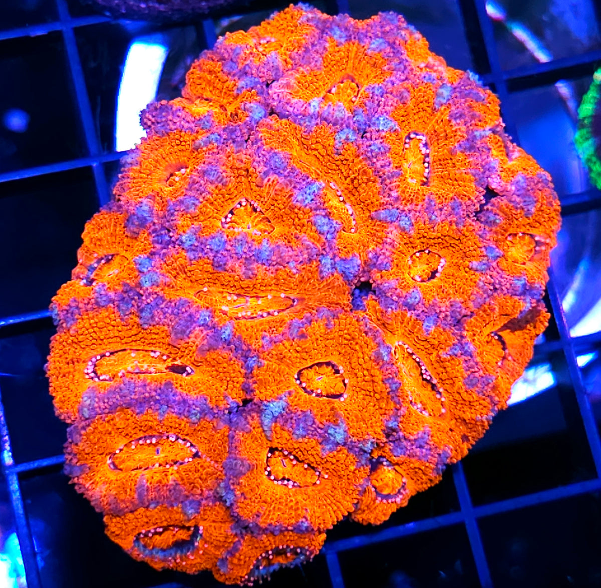 Insidiary Dream Acan Colony