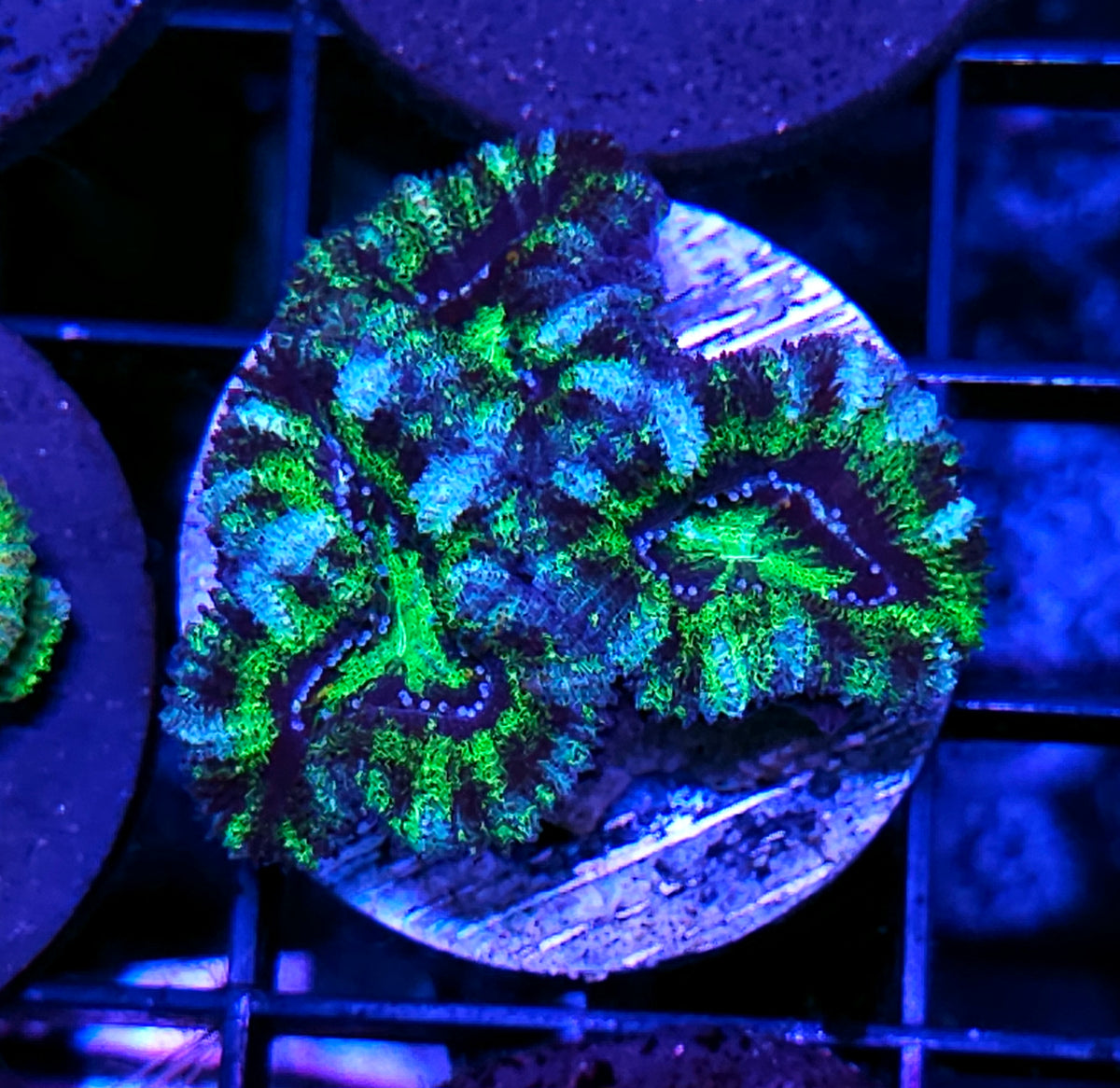 Raptor Acan