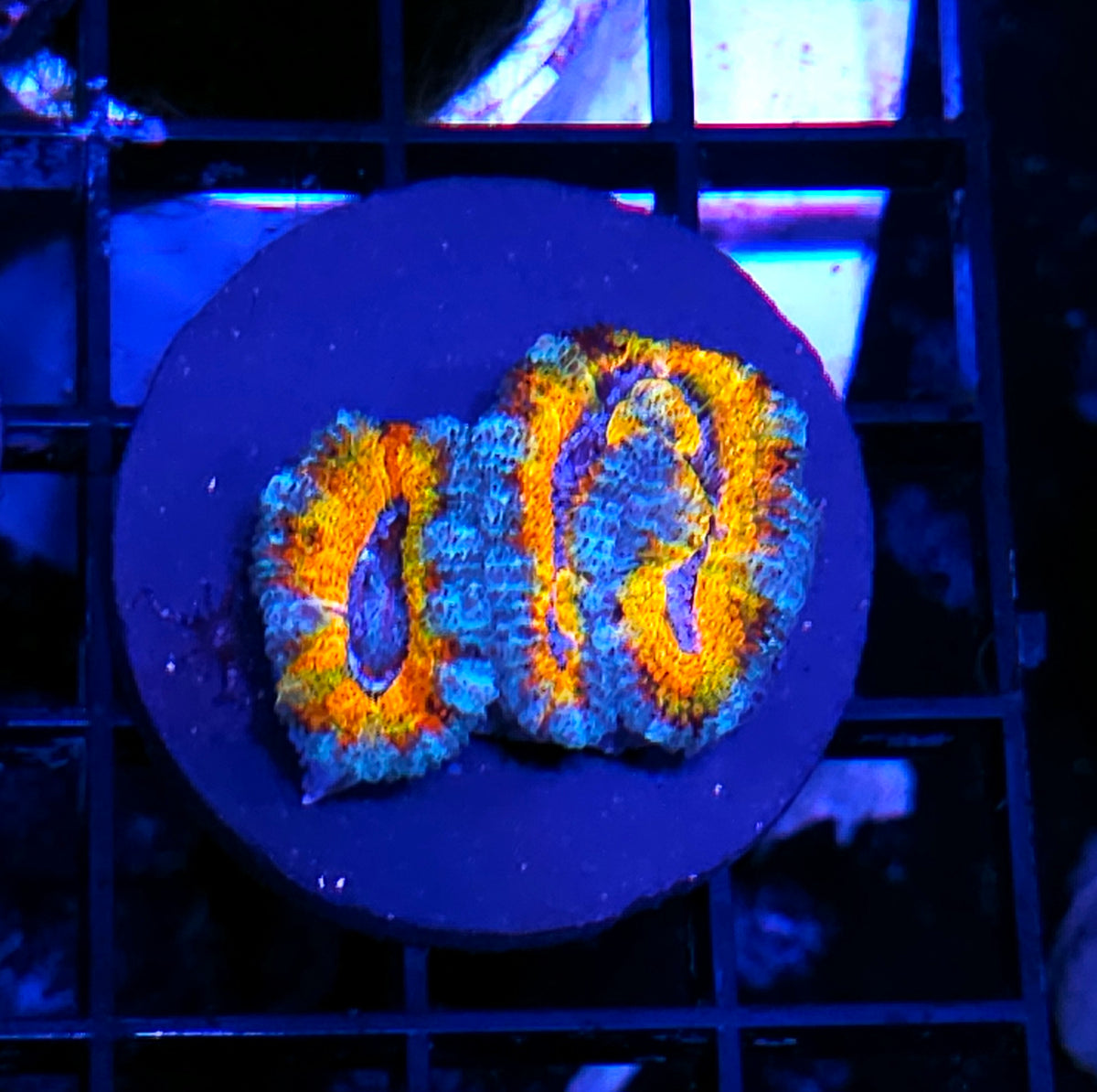 Psychosis Acan