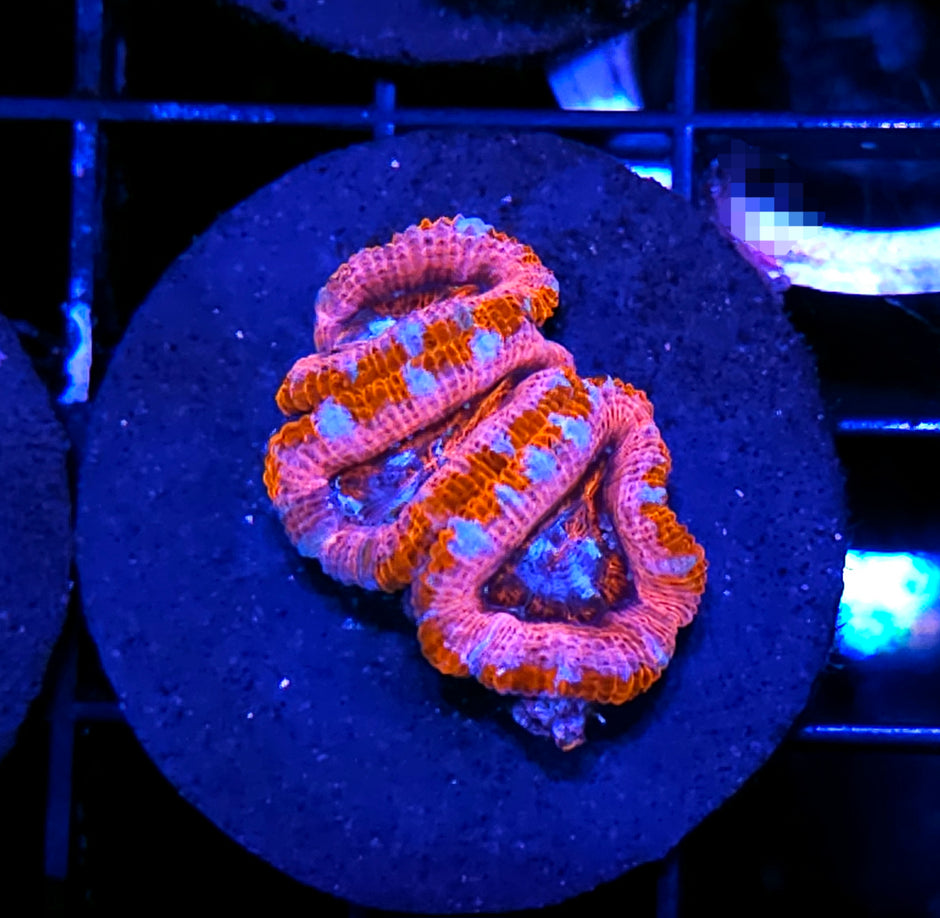 Valentine's Murder Acan