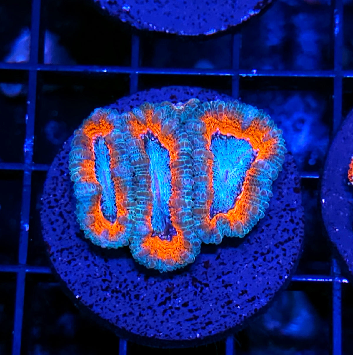 Malibu's Most Wanted Acan