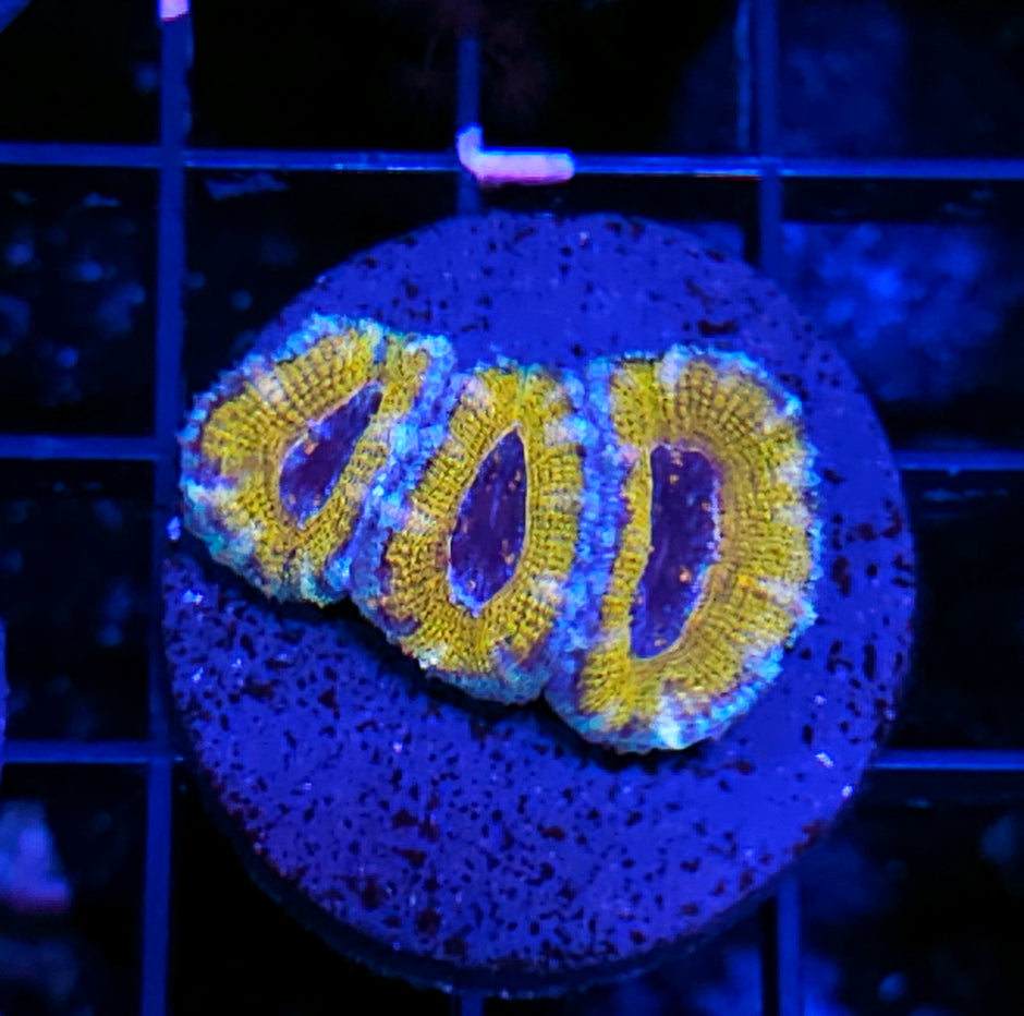 Voodoo Acan