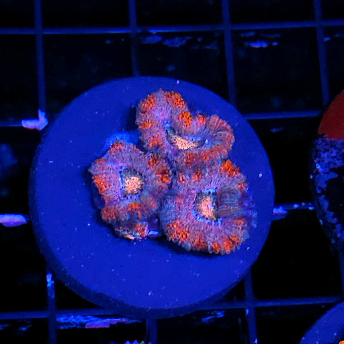 Strawberry Delight Acan