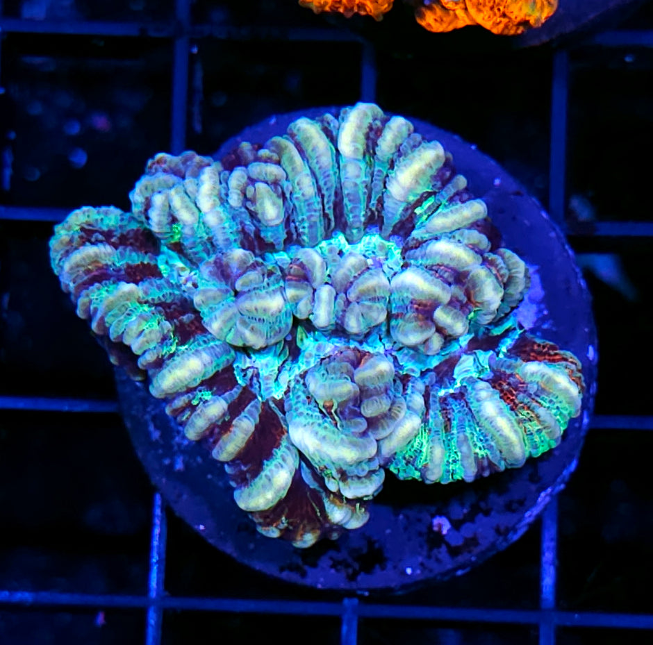 Angel Whisper Symphyllia Wilsoni