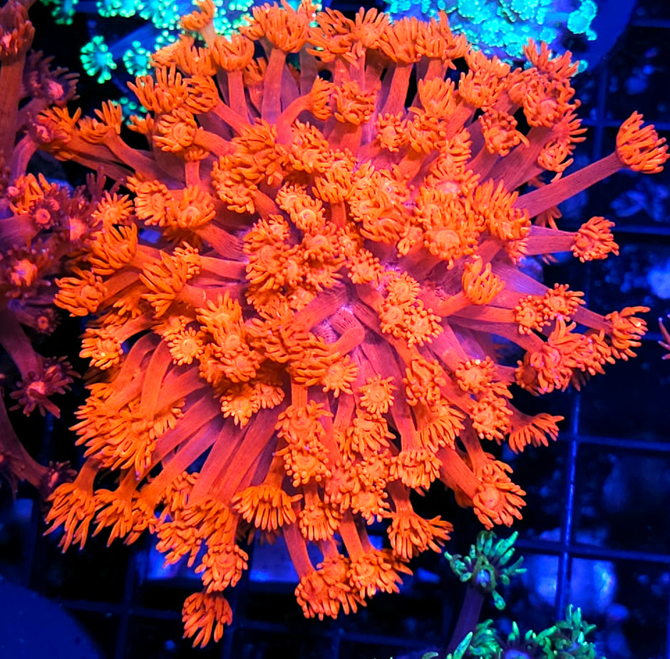 Hotter than Hellfire Goniopora Colony OPENS BIG