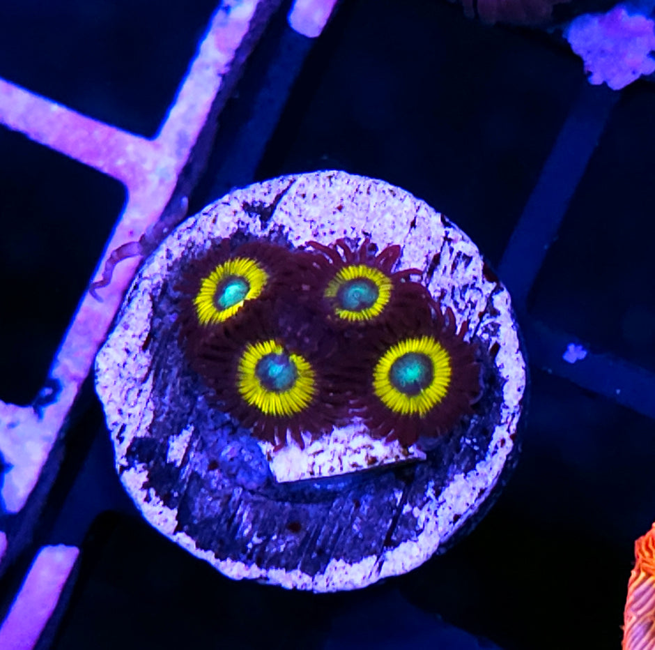 Belladonna Zoas
