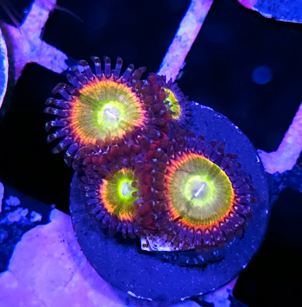 Sunny D Zoas