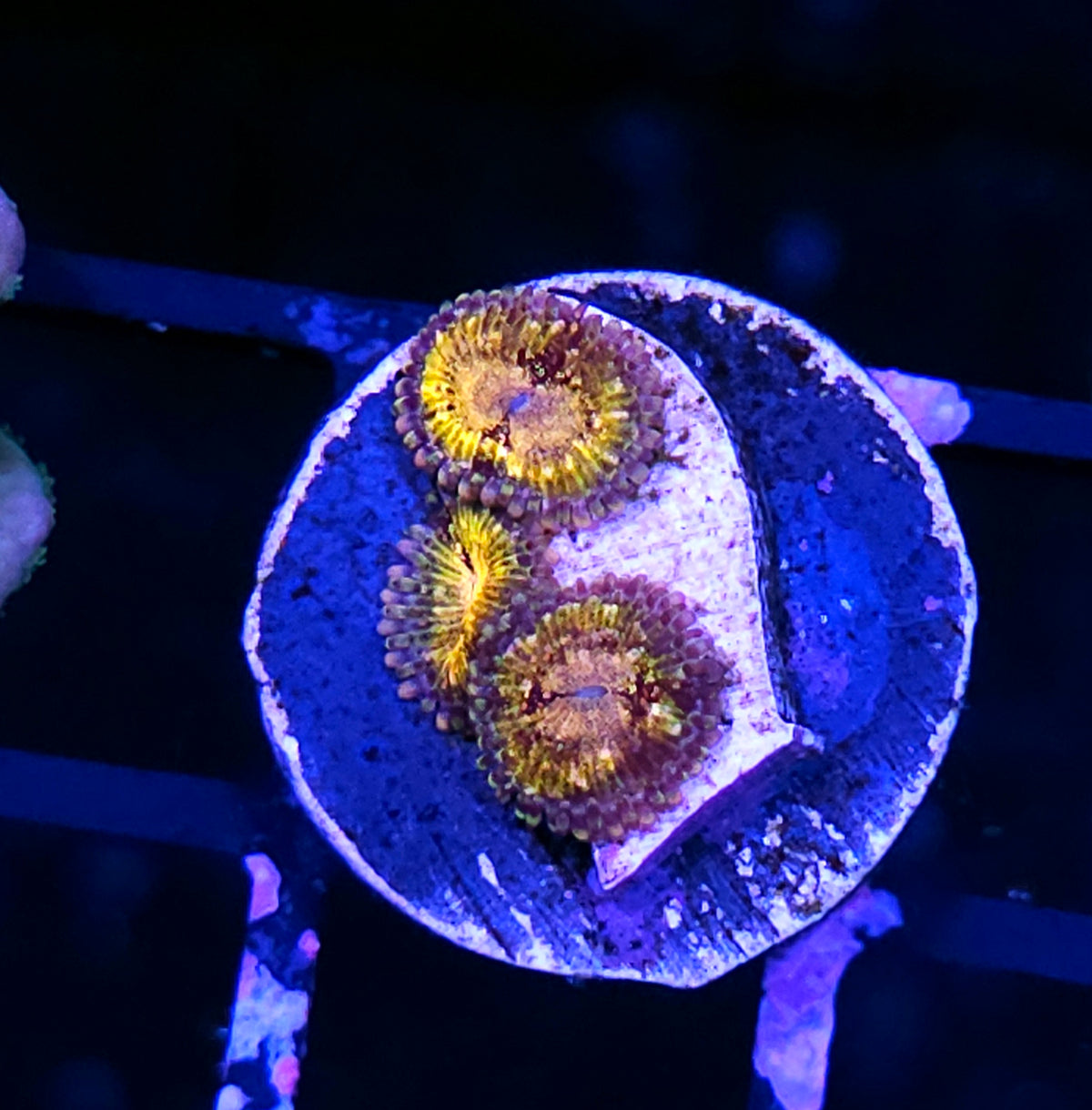Speckled Krak Zoas