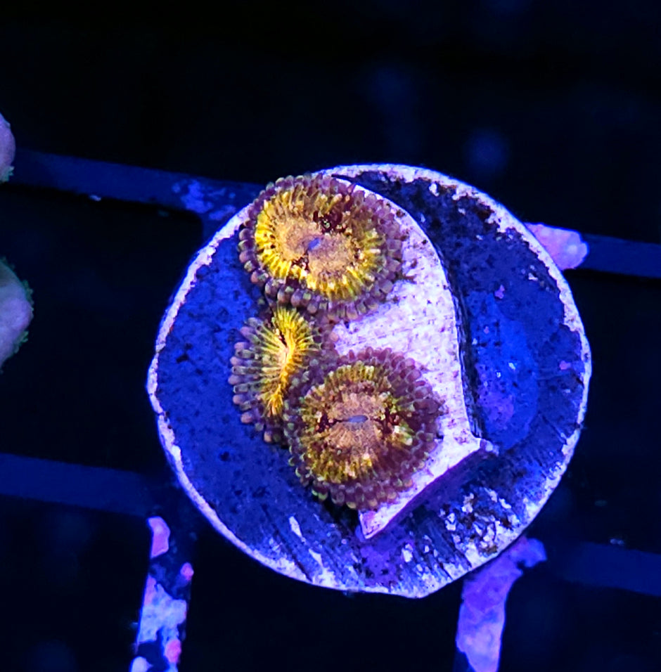 Speckled Krak Zoas