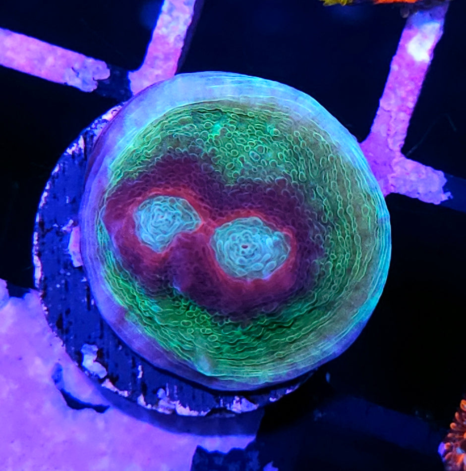 HF Mirage Chalice