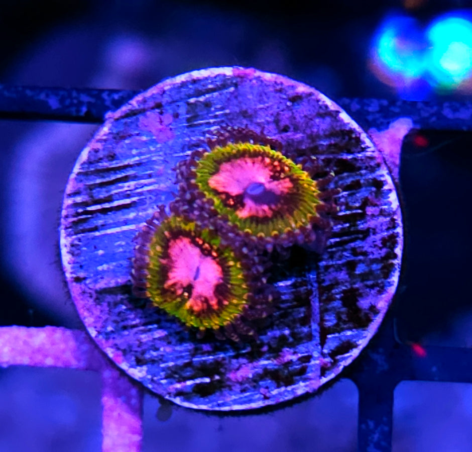 Pink Krak Zoas