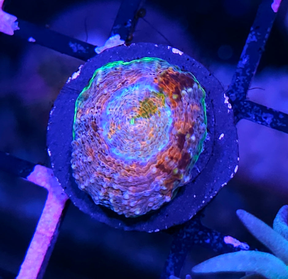 ECC Wonderland Acan Echinata