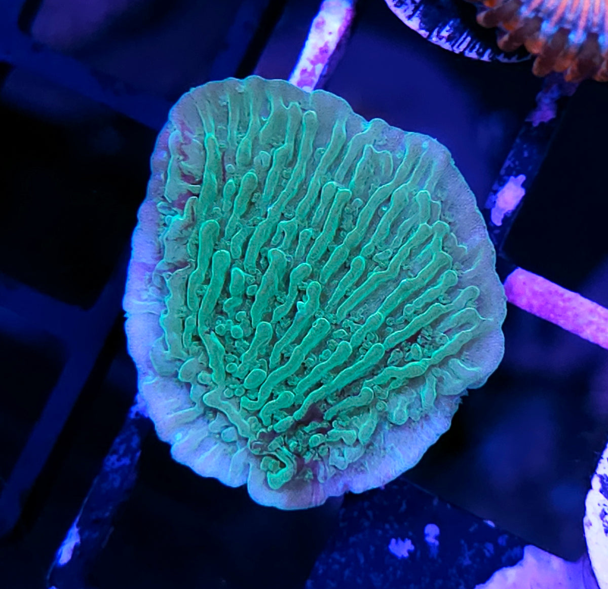 Mint Green Montipora