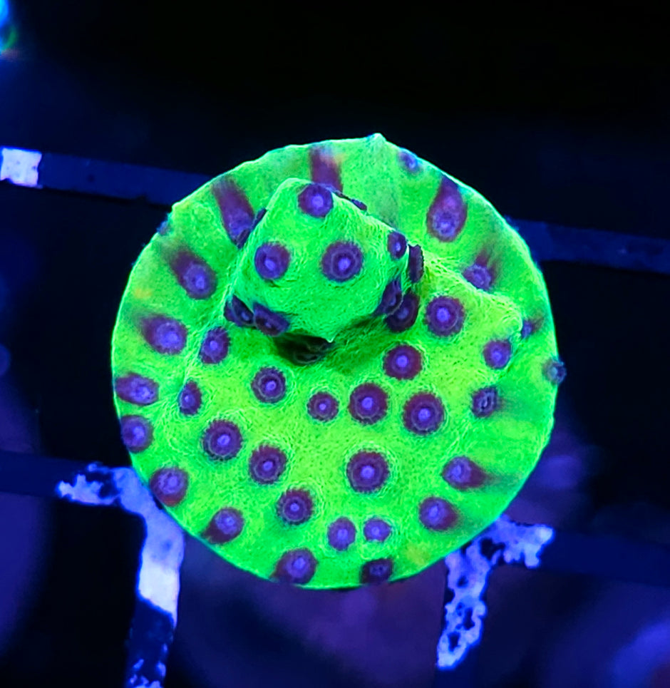 PPE Cyphastrea