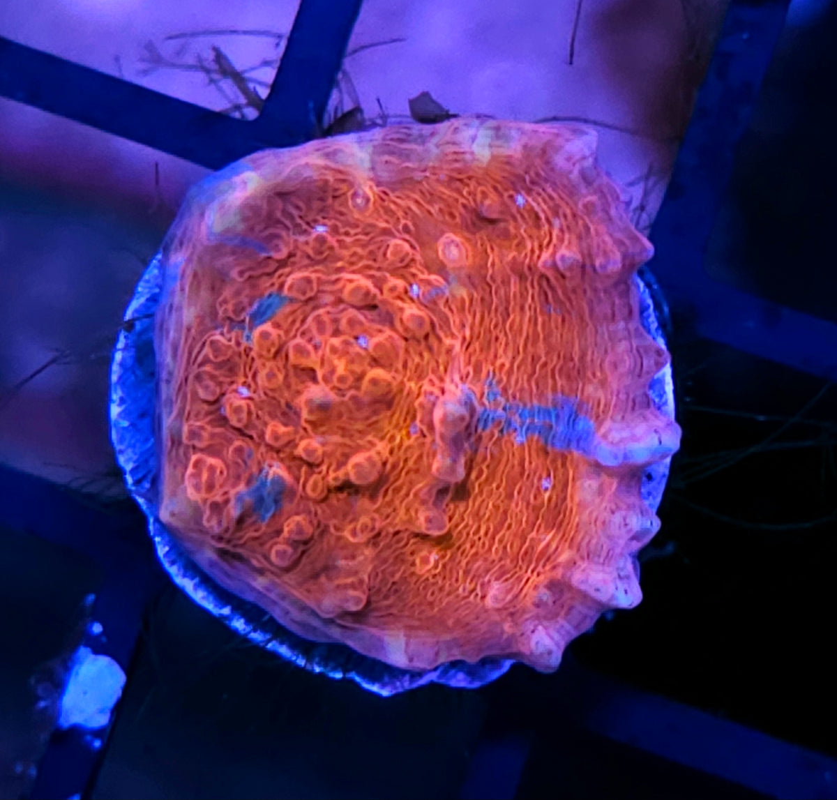 HF Aftermath Chalice