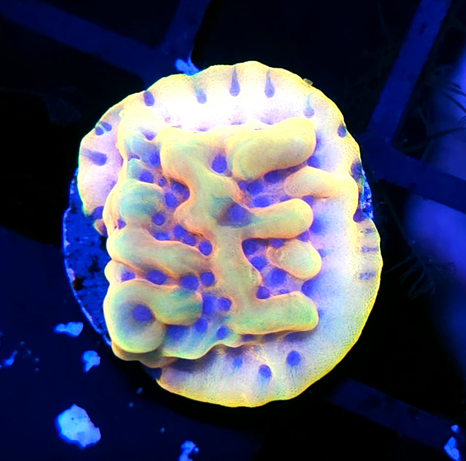 Garden of Eden Montipora