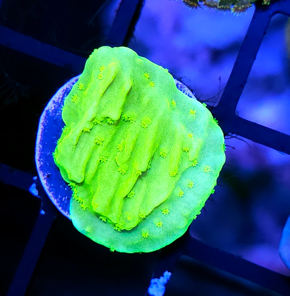 Uranium Montipora