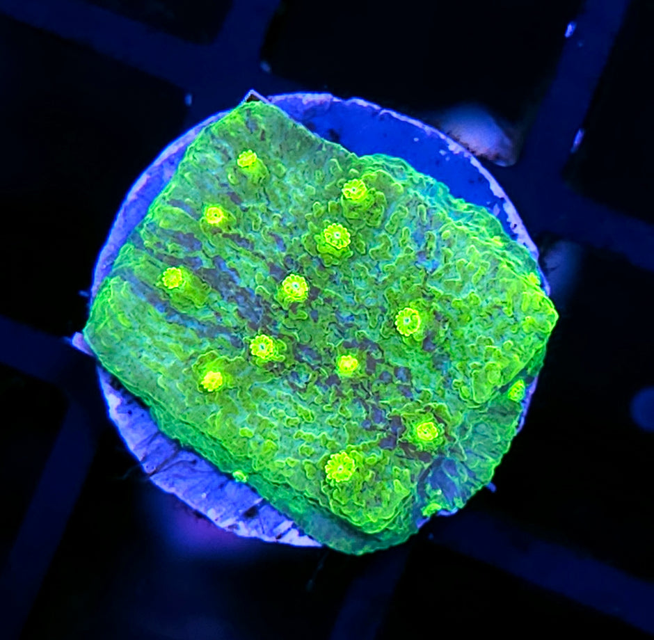 Tye Dye Astreopora