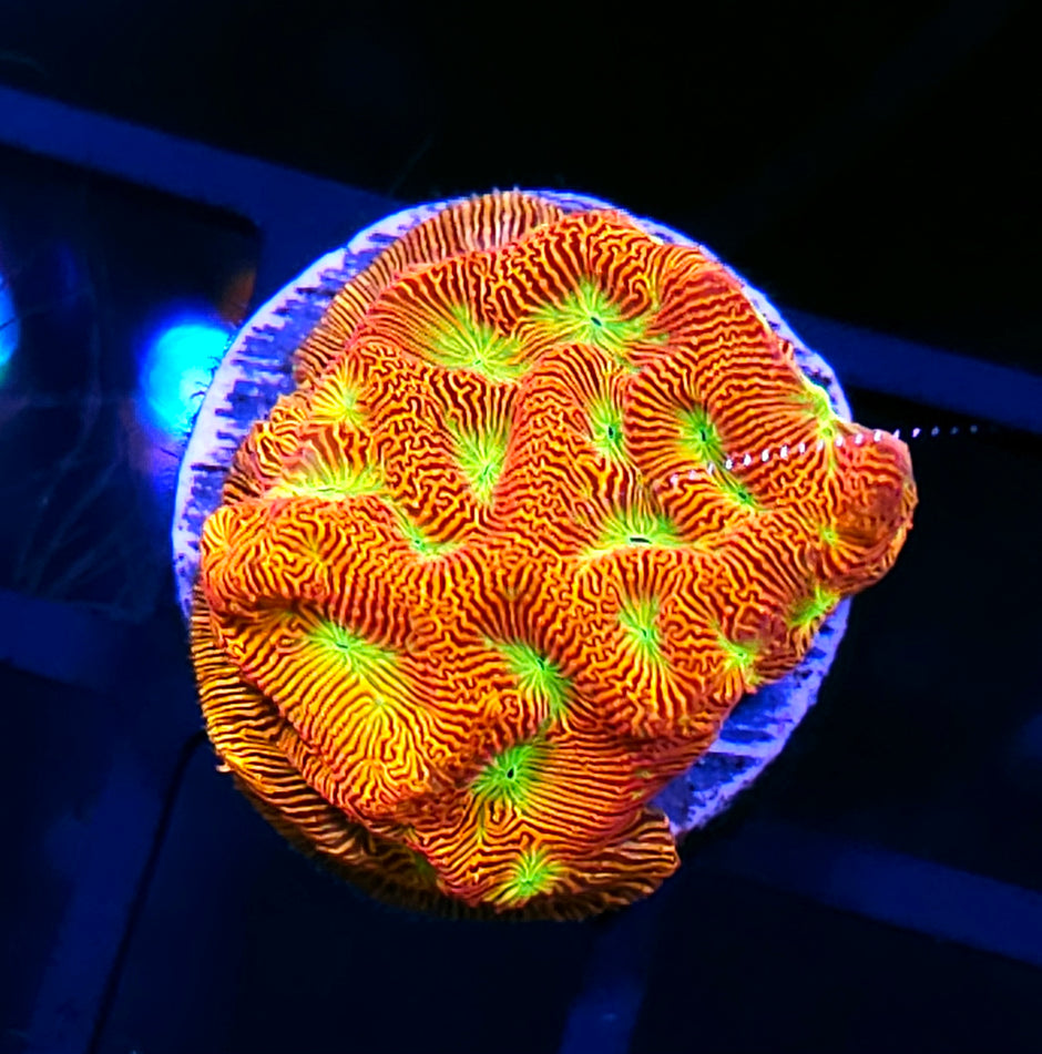 Jack O Lantern Leptosersis