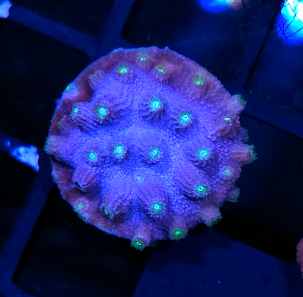 Valor Branching Cyphastrea