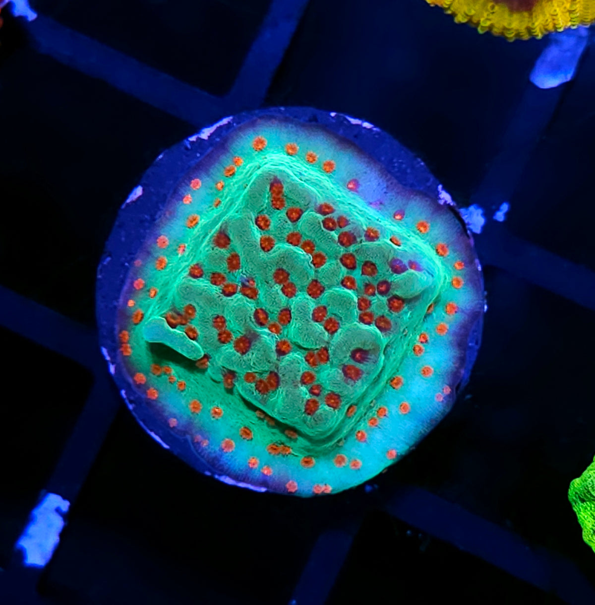 Seasons Greetings Montipora
