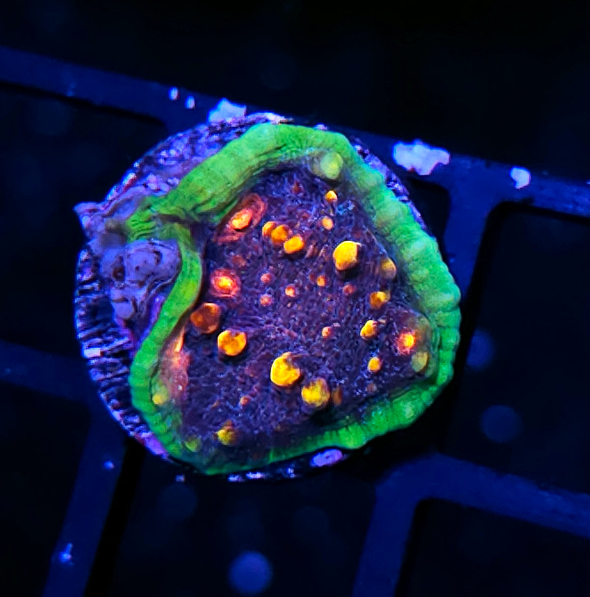 ECC Chalice Borealis