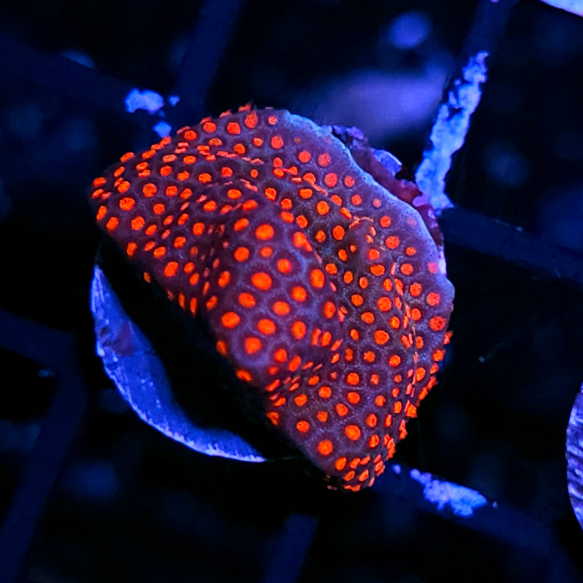 Superman Porites